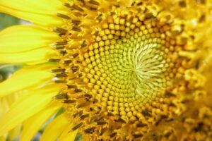 Mejores aceites de girasol según la OCU