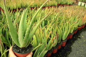 Mejores geles de aloe vera según la OCU