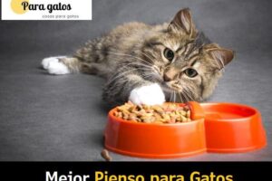 Mejores piensos para gatos esterilizados según la OCU